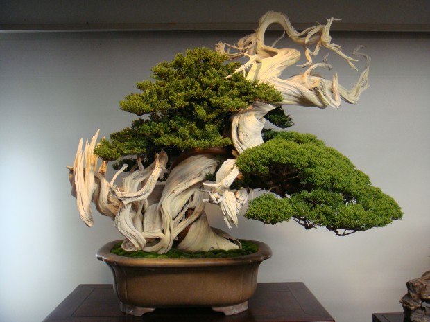 The-Most-Beautiful-And-Unique-Bonsai-Trees-In-The-World-homesthetics-27