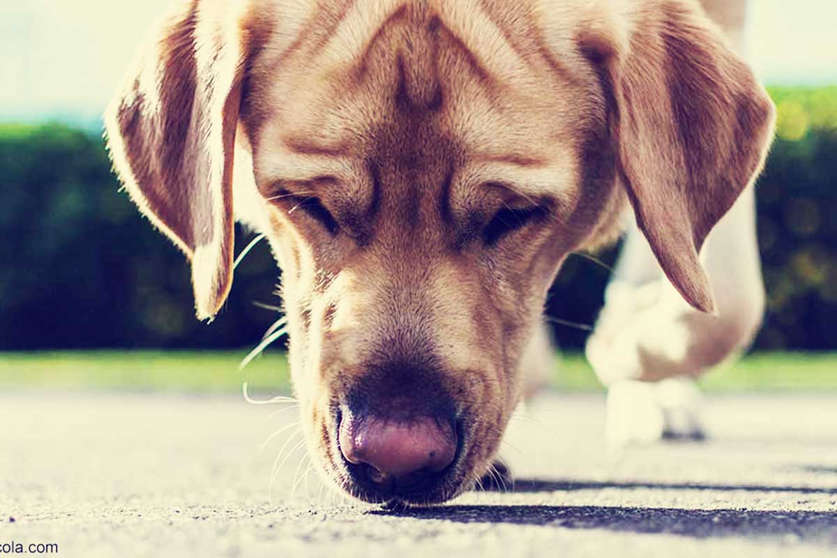 Olores que no les gustan a los perritos