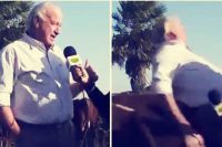 Veterinario embestido por una vaca