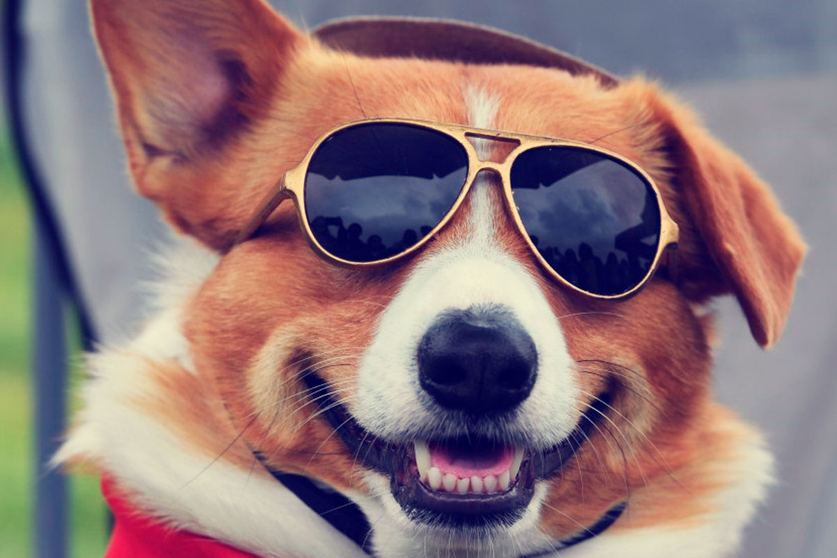 Cómo eliminar el sarro de los dientes de tu perrito