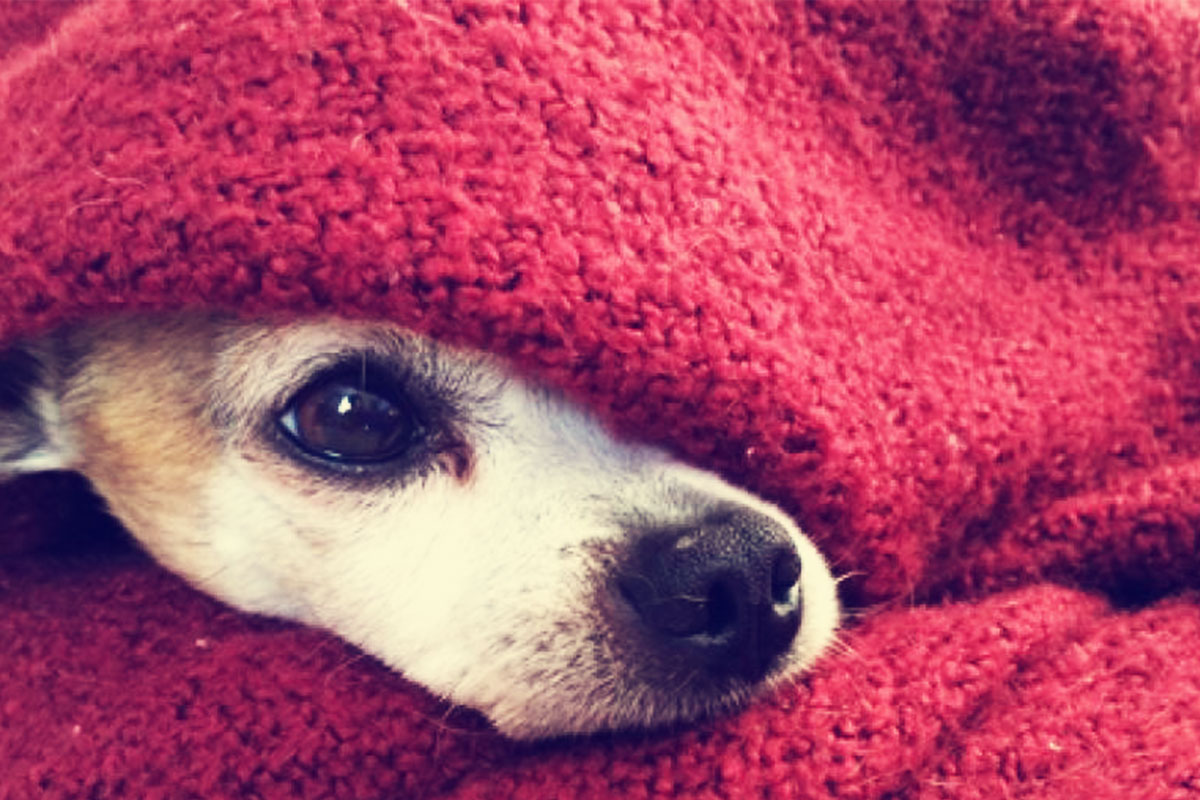 Protege a tus mascotas del frío, te decimos cómo Protege a tu mascota del frío