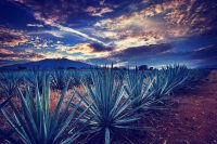 Lugares para pedir matrimonio en Guadalajara