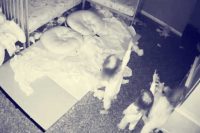 Video: Trillizas hablan con supuesto fantasma