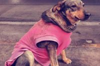 Lola, perrita muy querida por una taquería