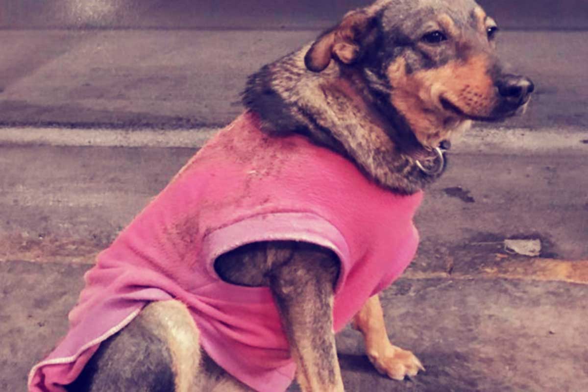Lola, perrita muy querida por una taquería