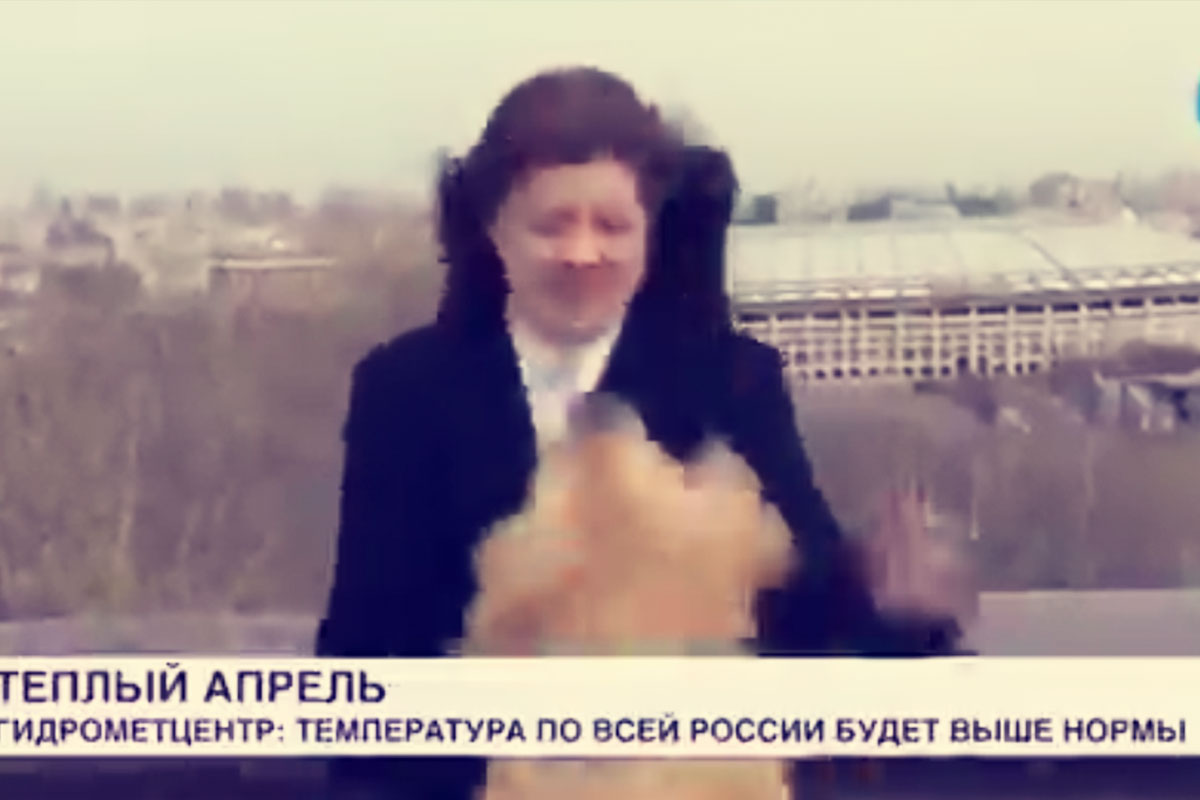 Perrito le roba el micrófono a reportera en transmisión en vivo