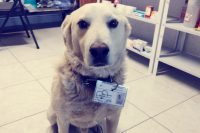 Perrito es nombrado jefe de seguridad