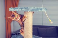 Hábitos de los gatos