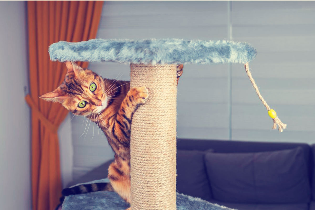 Hábitos de los gatos