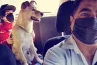 Taxista permite perros en su unidad