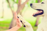 1er Congreso Internacional para la Protección y el Bienestar Animal