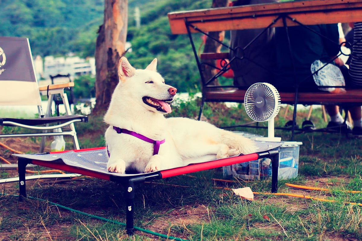 ¿Cómo evitar el golpe de calor a tu perro durante el verano?