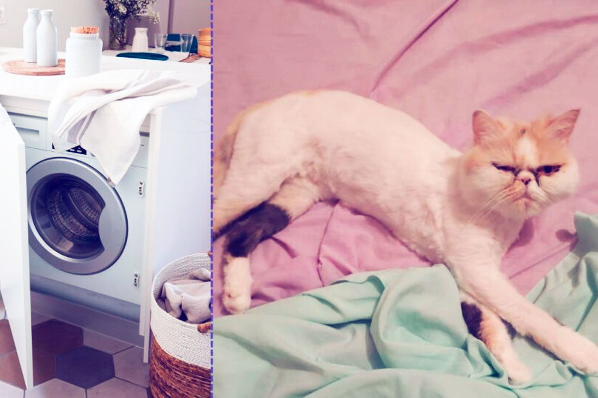 Gatita sobrevive a 40 minutos en una lavadora