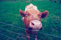 La risa no es una expresión únicamente humana