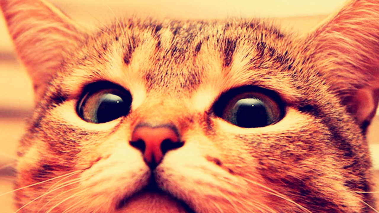 ¿Los gatos nos ignoran?