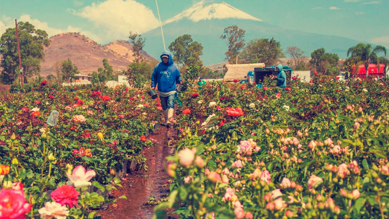 Sube el precio de las rosas por el 10 de mayo 