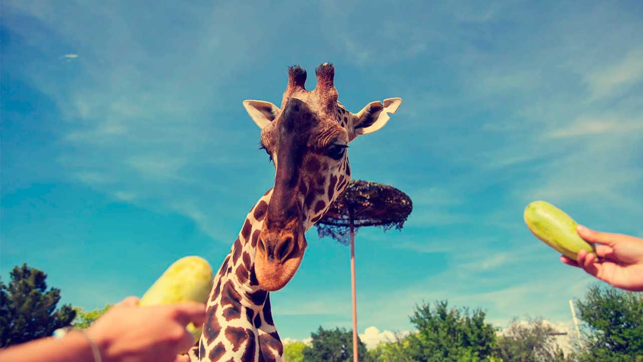 Jueves Retro: Animales que Dejaron Huella