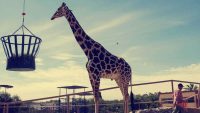 Benito, la jirafa de 3 años se muda a Puebla