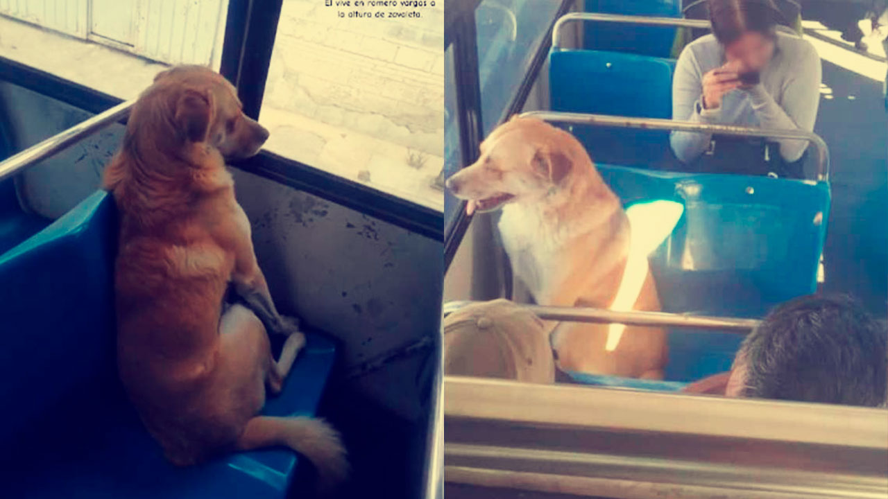 Bobby, el Perrito Viajero de Puebla