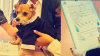 Chihuahua firma como testigo en la boda de sus dueños