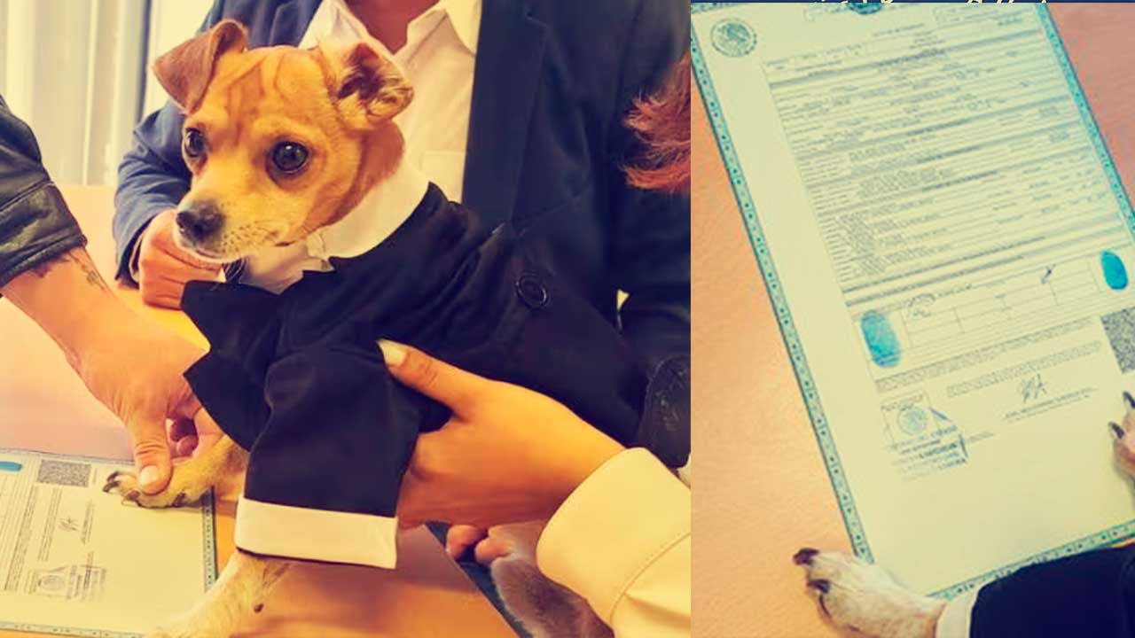 Chihuahua firma como testigo en la boda de sus dueños