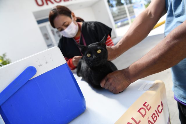 Inicia Salud Jornada Nacional de Vacunación Antirrábica Canina y Felina