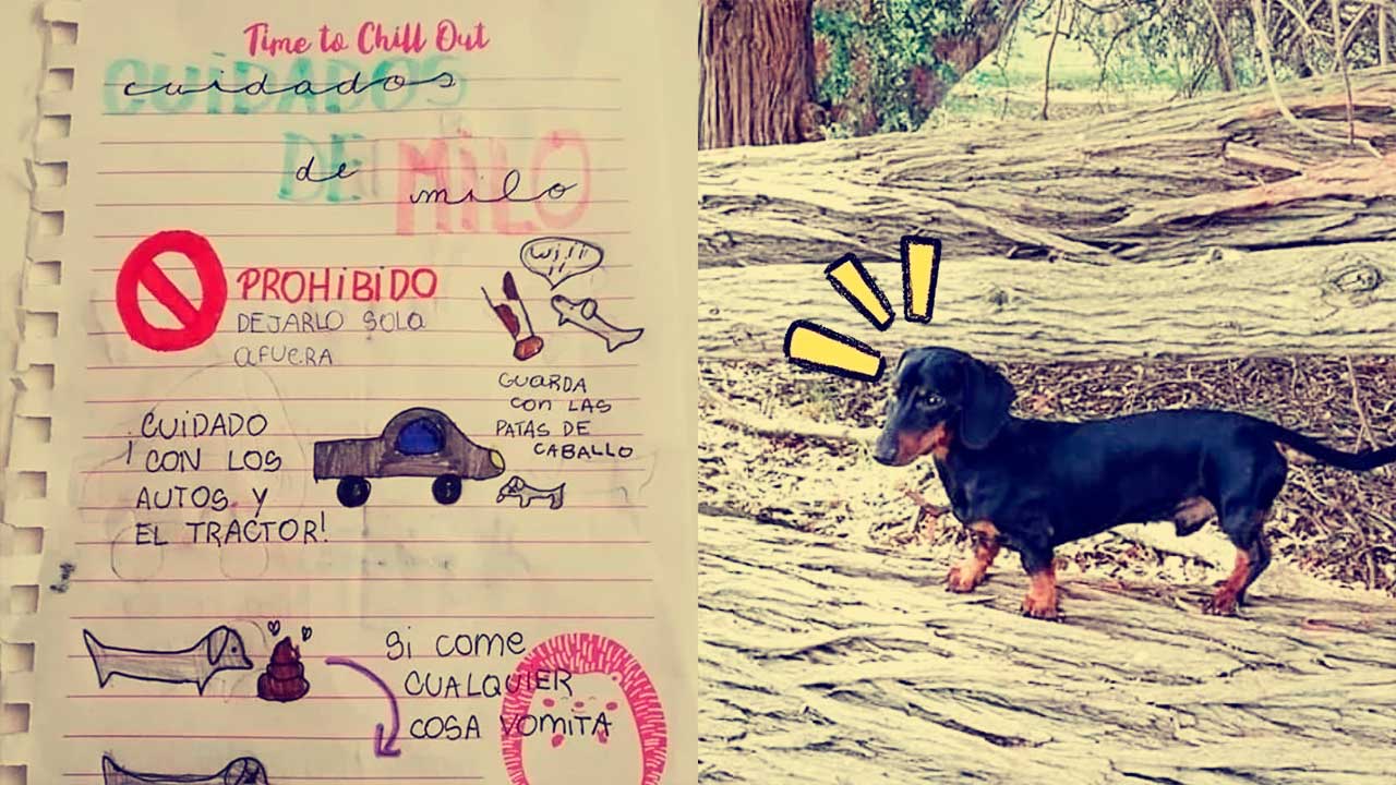 Niña crea un manual para cuidar a Milo, su perro salchicha, y se vuelve viral