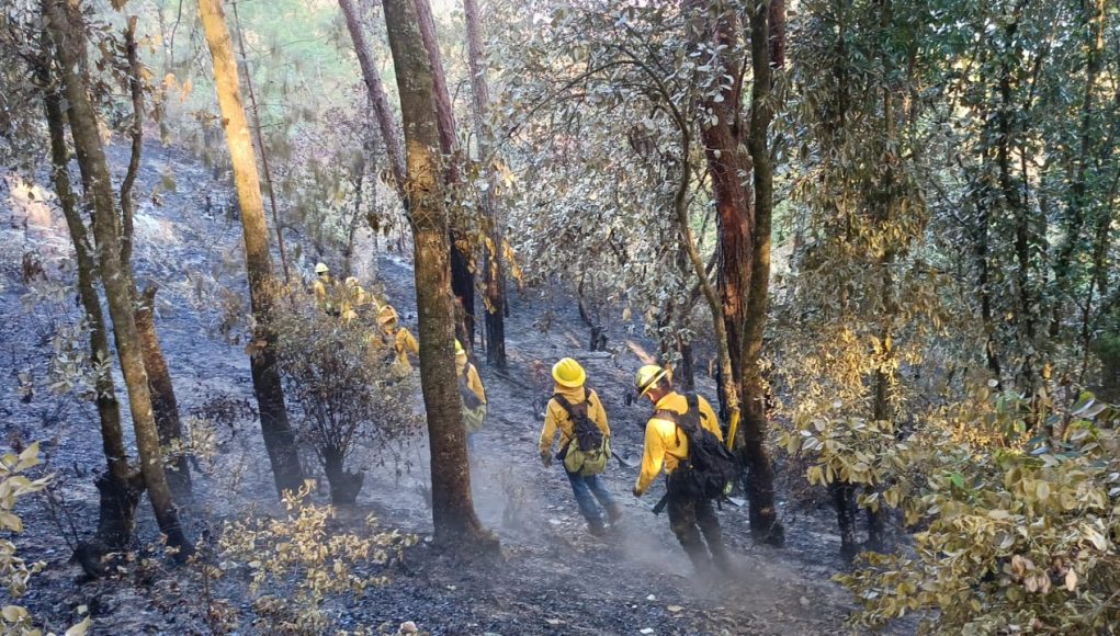 Atendidos 246 incendios forestales en el año: Medio Ambiente