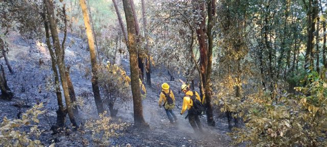 Atendidos 246 incendios forestales en el año: Medio Ambiente