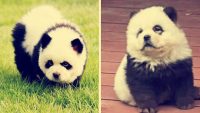 El ingenioso zoológico que transformó a perritos en pandas y conquistó las redes sociales