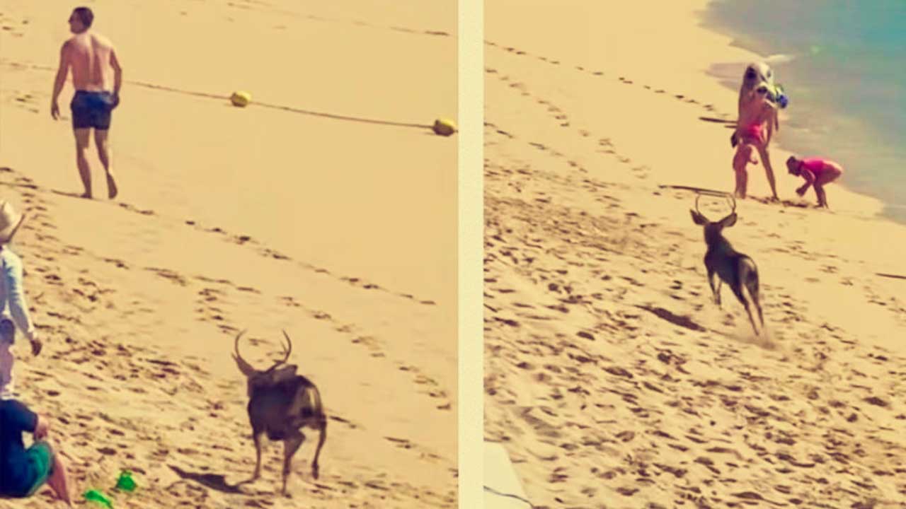 Turistas buscaban ballenas y terminaron correteados por un venado en playa de Los Cabos