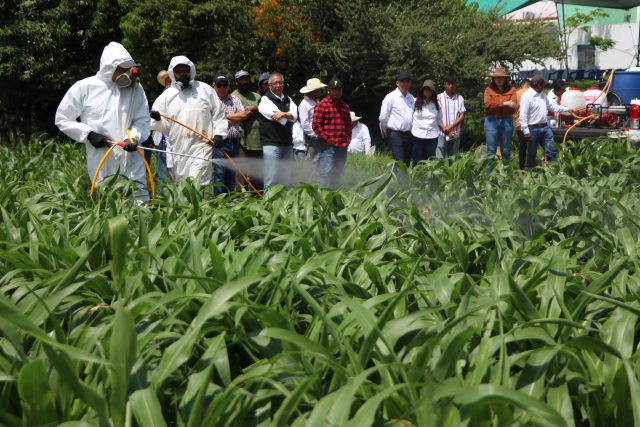 Crean SDR y autoridades federales plan para erradicar plagas en cultivos