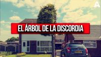 El Árbol de la Discordia: De Conflicto Vecinal a Atracción Turística