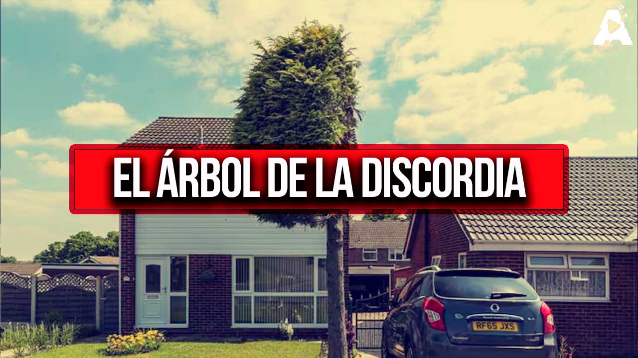 El Árbol de la Discordia: De Conflicto Vecinal a Atracción Turística