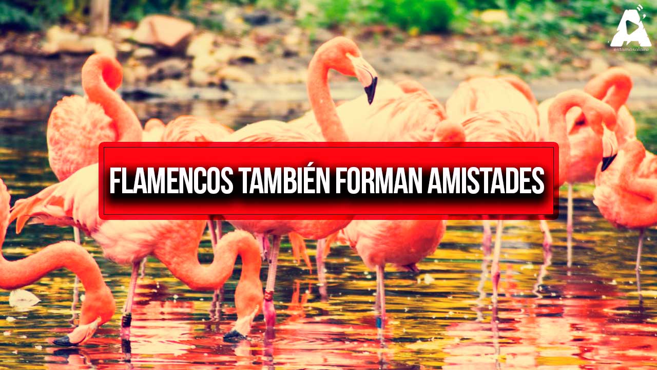 Los flamencos forman amistades duraderas como los humanos