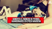 Aumenta el Número de Perros Abandonados en Época Navideña