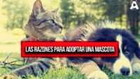 Historias de Amor y Salvación: Las Razones para Adoptar una Mascota