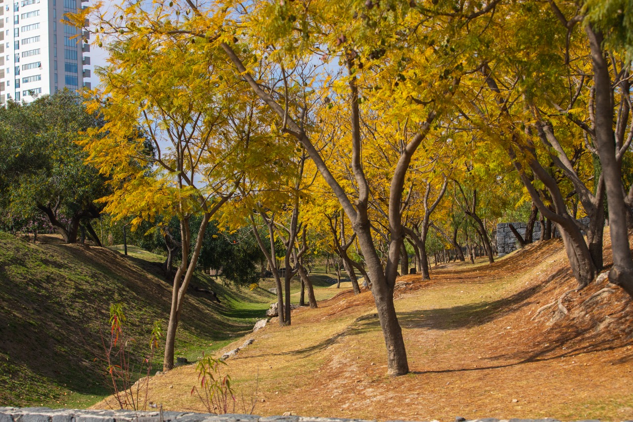 Convenciones y Parques realiza gestión integral del arbolado en el Parque Metropolitano y el Paseo del Río