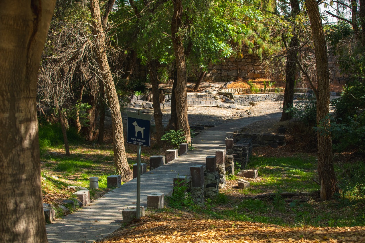 Convenciones y Parques realiza gestión integral del arbolado en el Parque Metropolitano y el Paseo del Río