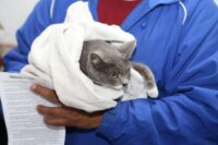 Jornadas de Protección Animal en Puebla