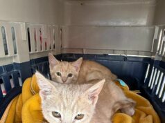 Impulsa Gobierno de la Ciudad jornadas de bienestar animal en más colonias del municipio Impulsa Gobierno de Puebla jornadas de bienestar animal en más colonias del municipio