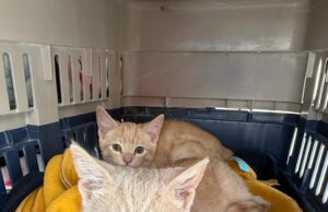 Impulsa Gobierno de la Ciudad jornadas de bienestar animal en más colonias del municipio Impulsa Gobierno de Puebla jornadas de bienestar animal en más colonias del municipio