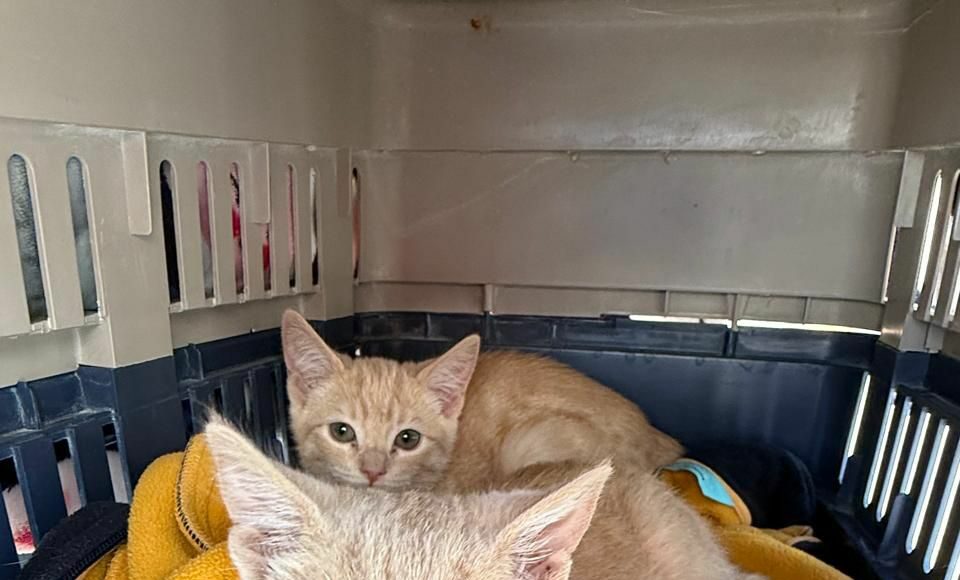 Impulsa Gobierno de Puebla jornadas de bienestar animal en más colonias del municipio Impulsa Gobierno de Puebla jornadas de bienestar animal en más colonias del municipio