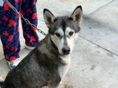 Gobierno de la Ciudad refuerza el cuidado animal con jornadas gratuitas en colonias de Puebla Jornadas de Protección Animal en Puebla