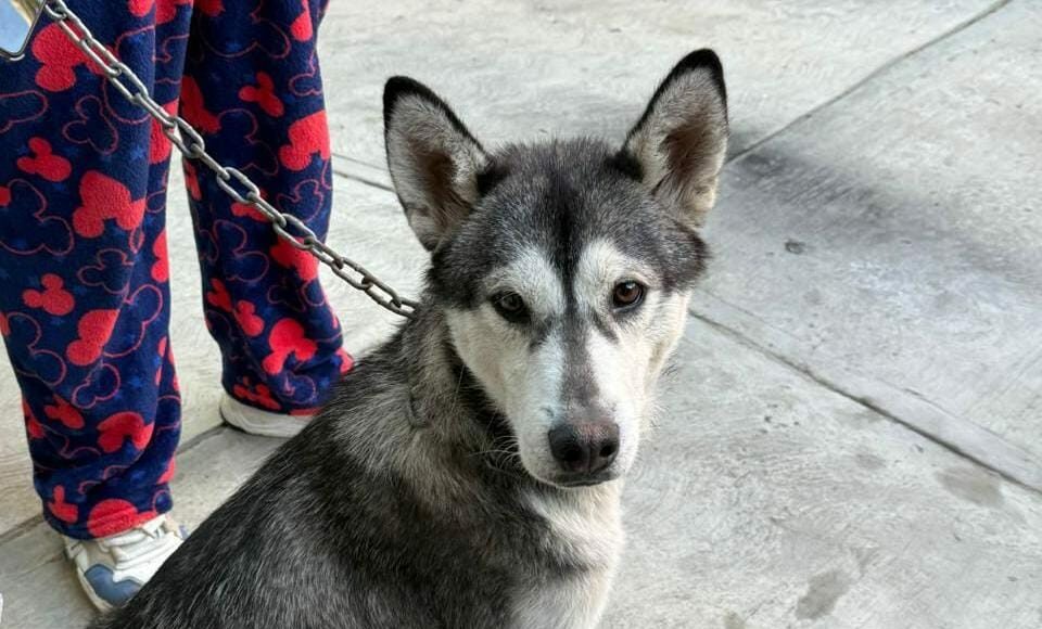 Jornadas de Protección Animal en Puebla Jornadas de Protección Animal en Puebla