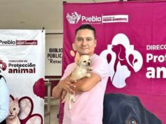 Puebla avanza en bienestar animal: más de 73 mil vacunas y 12 mil esterilizaciones en 2025 Puebla avanza en bienestar animal: más de 73 mil vacunas y 12 mil esterilizaciones en 2025