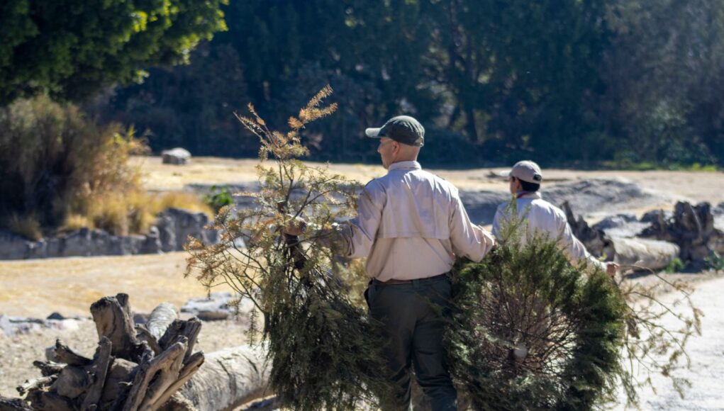 Gobierno de Puebla y Africam Safari lanzan campaña Verde Navidad 2025 para reciclar árboles