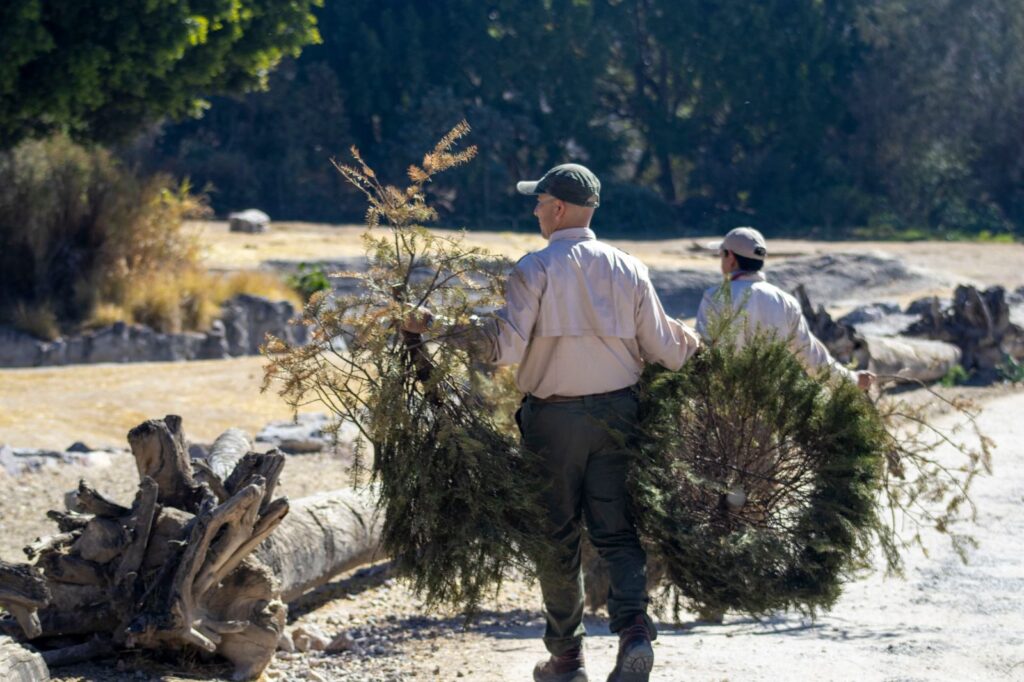 Gobierno de Puebla y Africam Safari lanzan campaña Verde Navidad 2025 para reciclar árboles