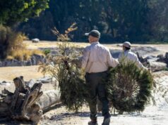 Gobierno de Puebla y Africam Safari lanzan campaña Verde Navidad 2025 para reciclar árboles Gobierno de Puebla y Africam Safari lanzan campaña Verde Navidad 2025 para reciclar árboles