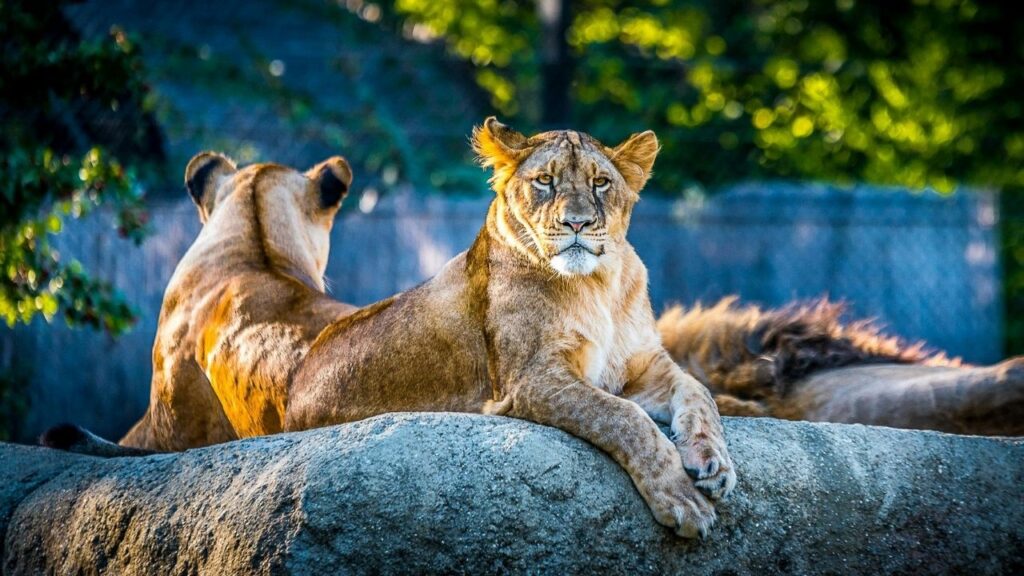 Curiosidades de los leones que debes conocer